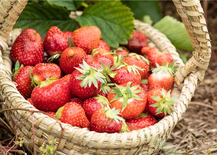 Erdbeeren pflanzen und pflegen für eine leckere Ernte