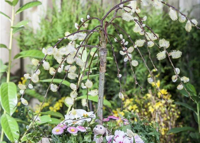 Salix caprea 'Pendula'