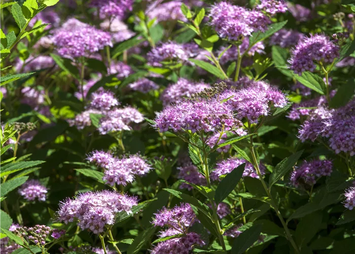 Spiraea japonica