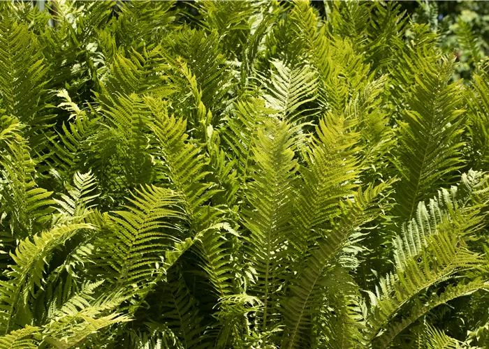 Farne im Garten als grüne Highlights im Schatten