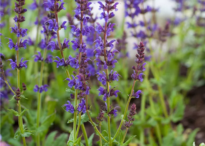Salvia nemorosa 'Ostfriesland'