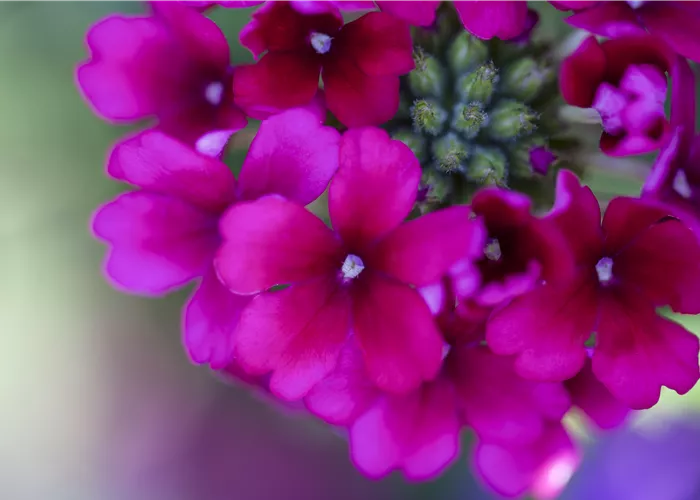 Verbena Hybride