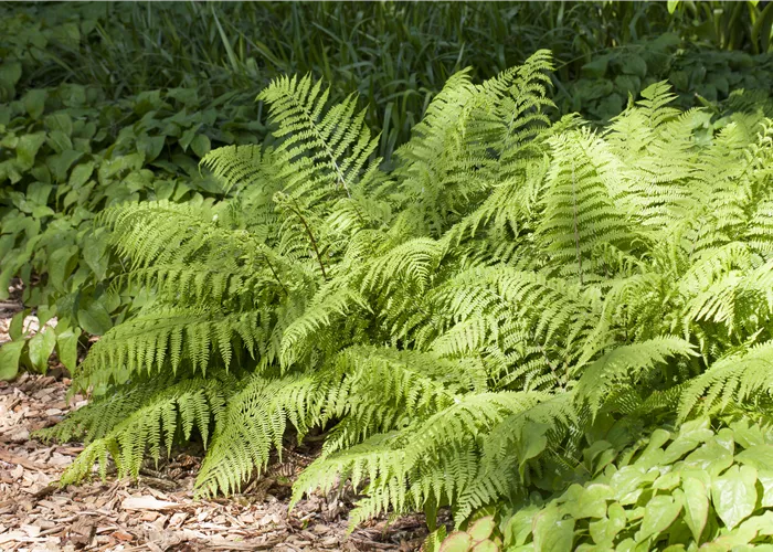 Farne pflanzen und sattes Grün in den Schatten bringen