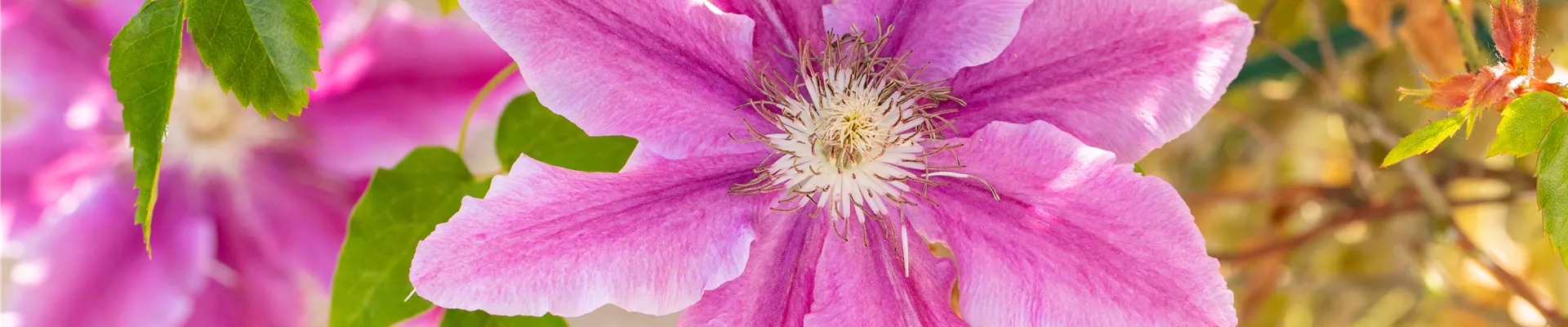 Clematis 'Dr. Ruppel'