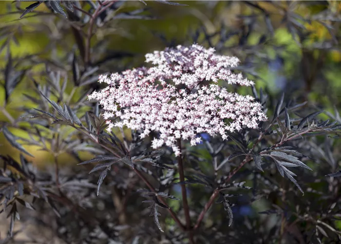 Sambucus nigra 'Black Lace'(s)