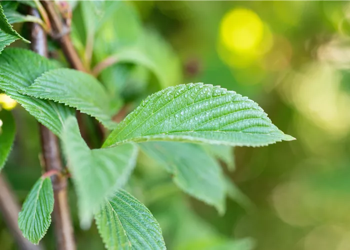 Viburnum x bodnantense