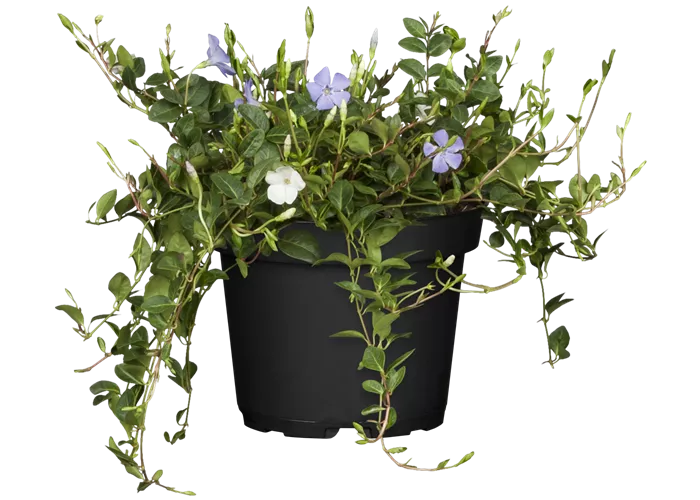 Vinca minor 'Tricolour'