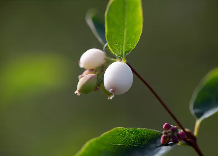 Symphoricarpos albus