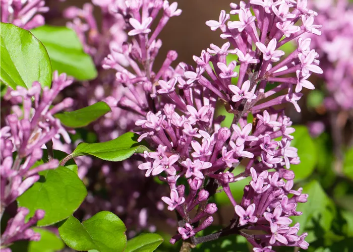 Syringa meyeri
