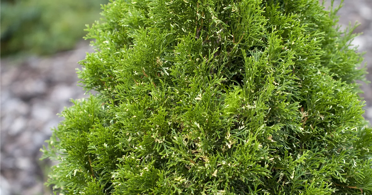 Thuja occidentalis - Baumschule Gricke