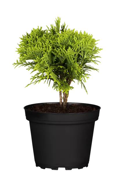 Thuja occidentalis - Baumschule Gricke