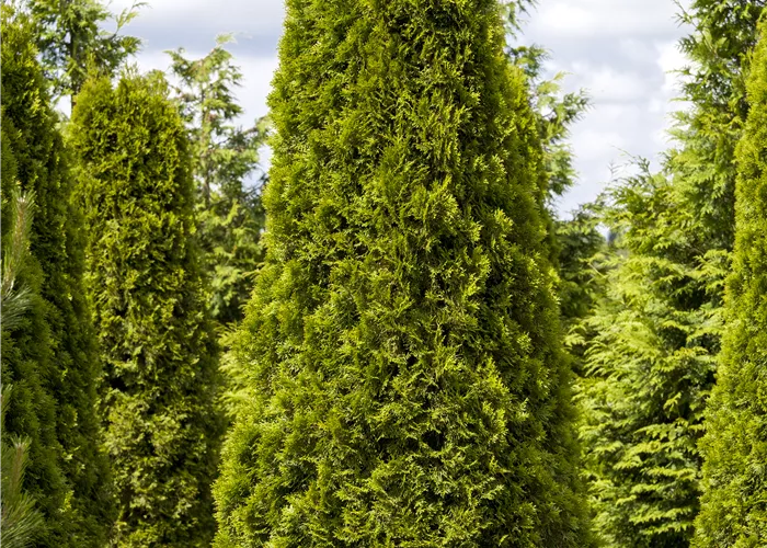 Thuja occidentalis 'Smaragd'