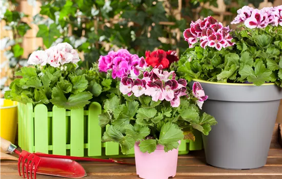 Geranien als beliebte Klassiker für Balkon und Garten