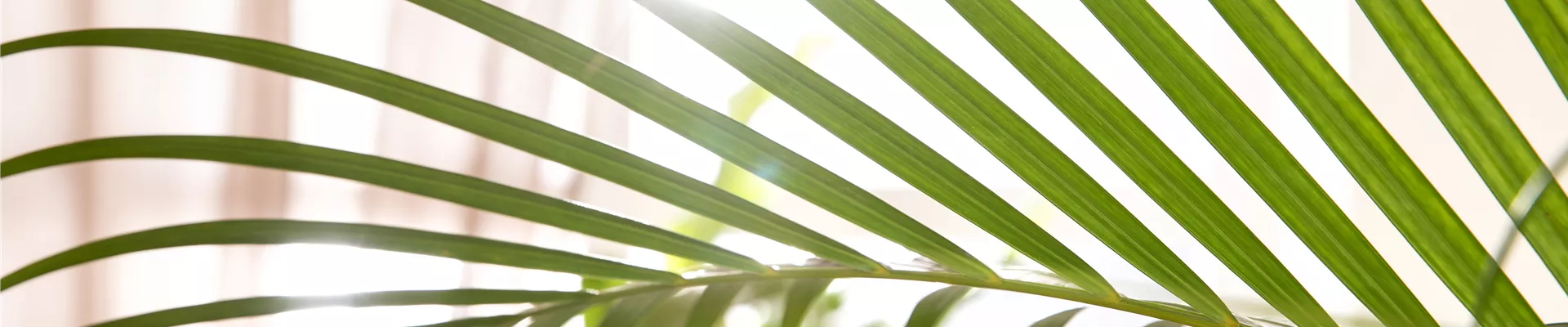 Chrysalidocarpus lutescens