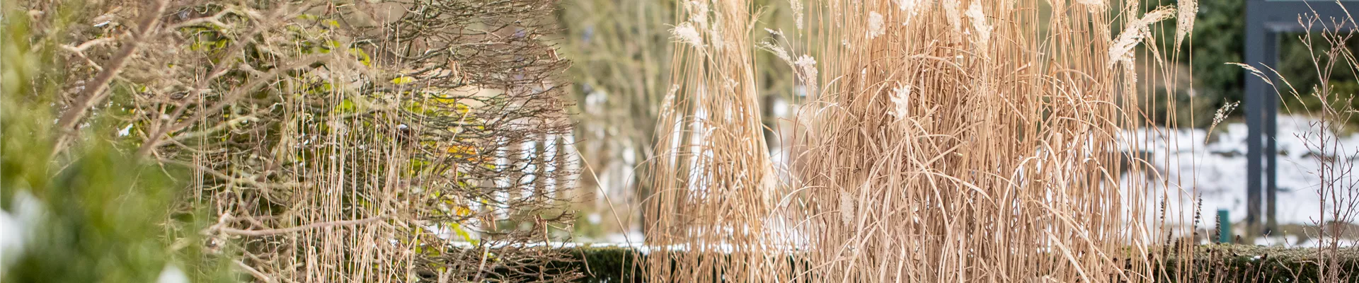 Winter - Gräser im Schnee