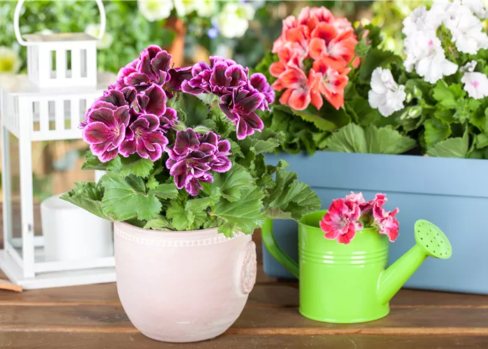 Geranien pflanzen und Balkon und Garten bunt gestalten