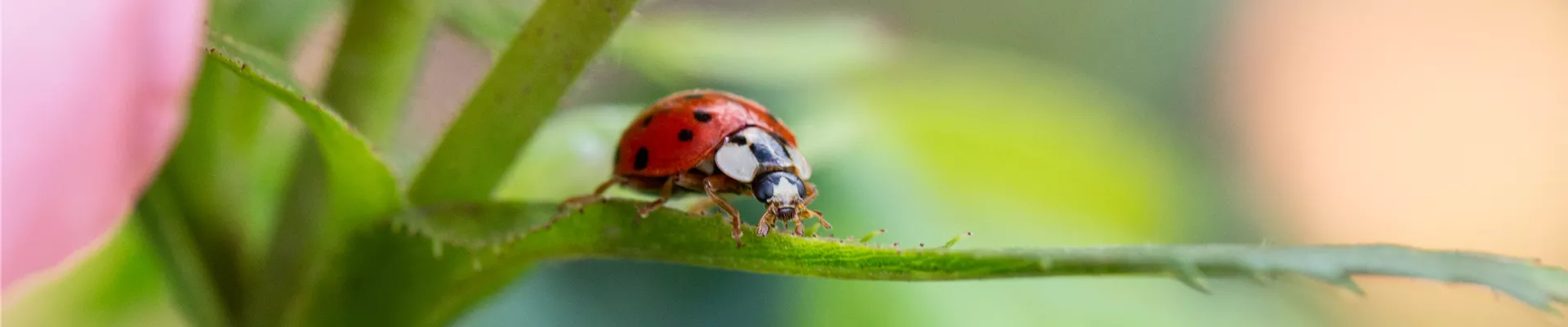 Marienkäfer auf einer Rose