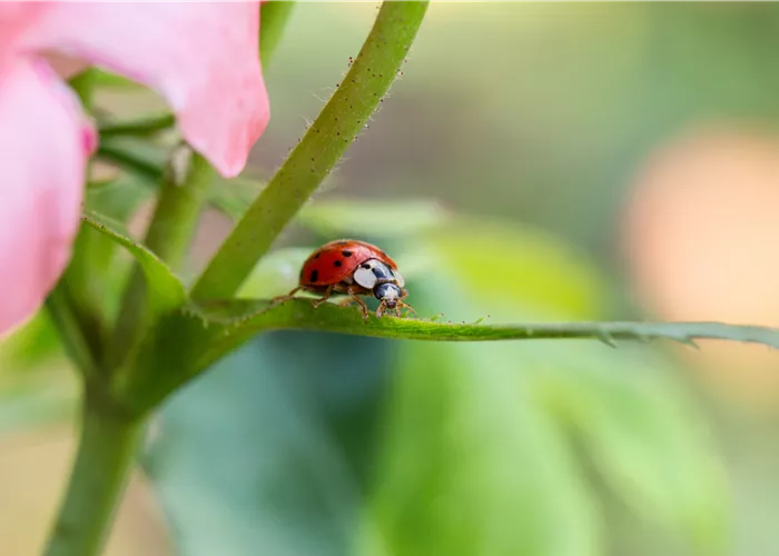 Nützlinge im Garten – Diese Kandidaten sollten gefördert werden