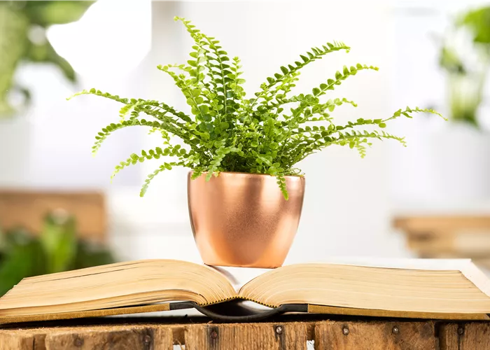 Schädlinge an Zimmerpflanzen erkennen und vorbeugen