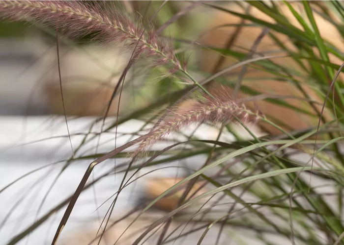 Gräser zurückschneiden für einen malerischen Wuchs