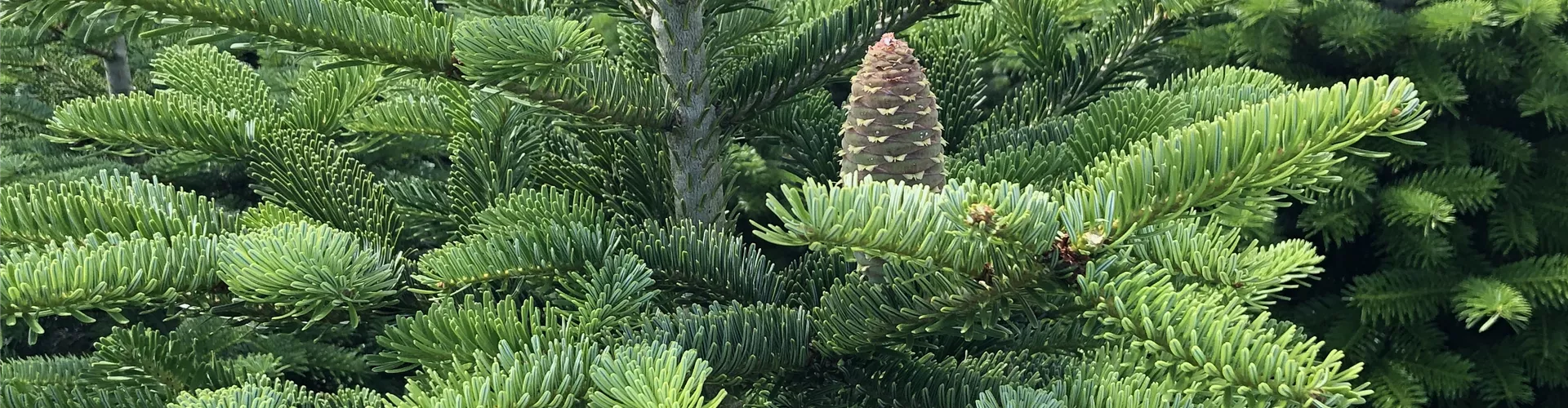 Baumschule_Goericke__0040