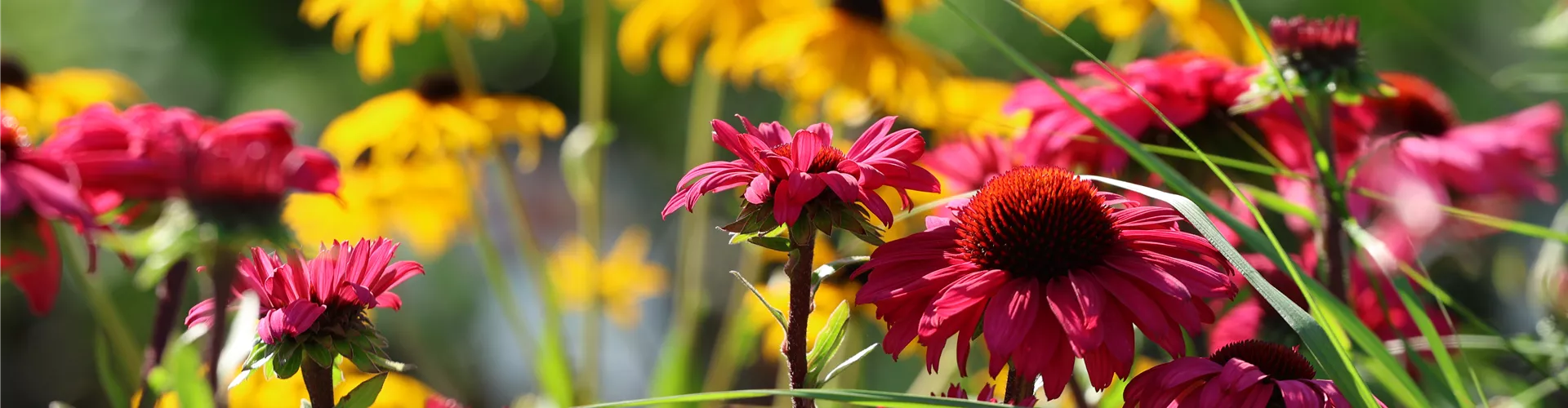 Baumschule_Goericke__0038