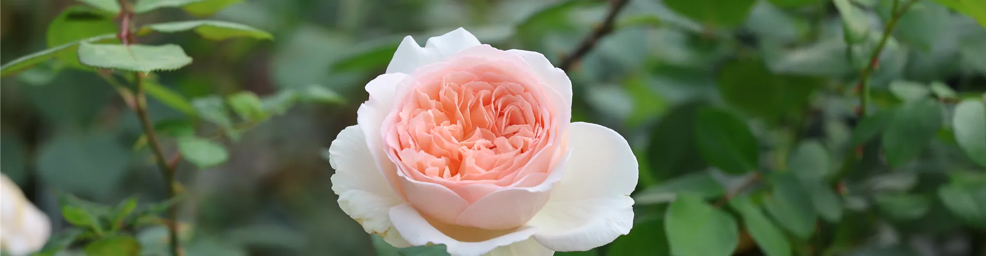 Baumschule_Goericke__0037