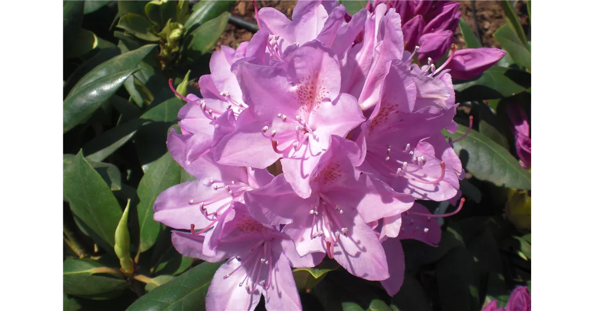 rhododendron for sale Southgate Radiance Rhododendron (Pot Size: 2 Gallon) main image 1