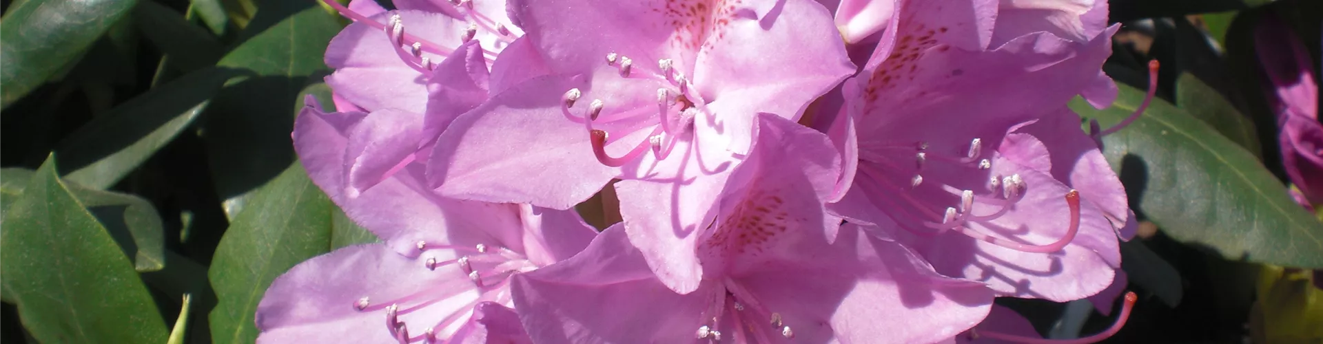 Baumschule_Goericke__0036