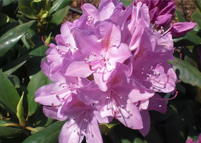 Rhododendron und Azaleen 