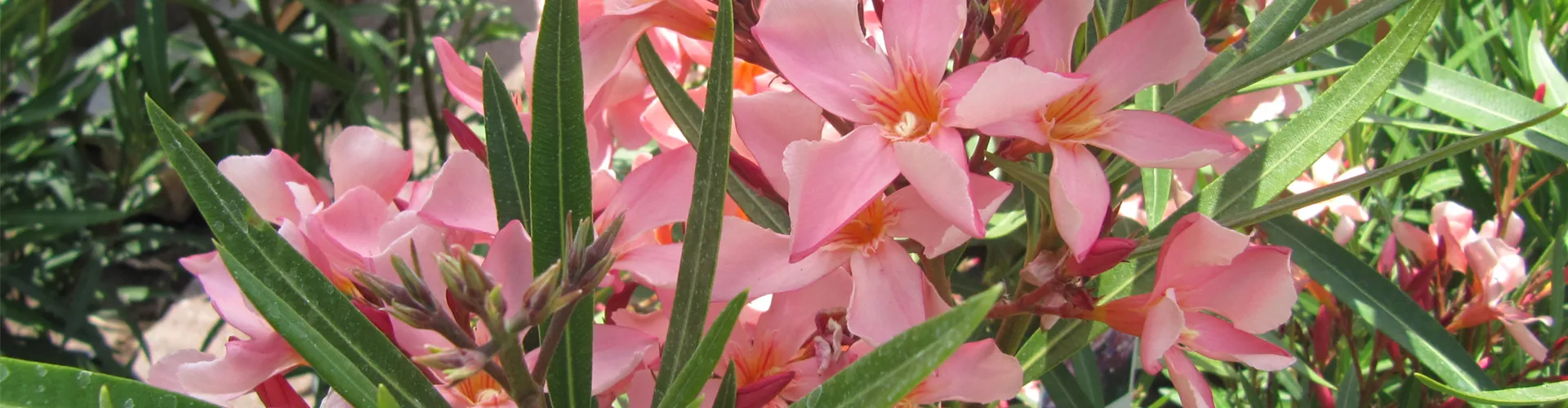 Baumschule_Goericke__0035