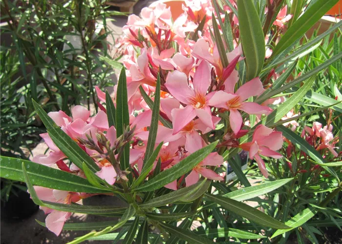 Mediterrane Pflanzen 