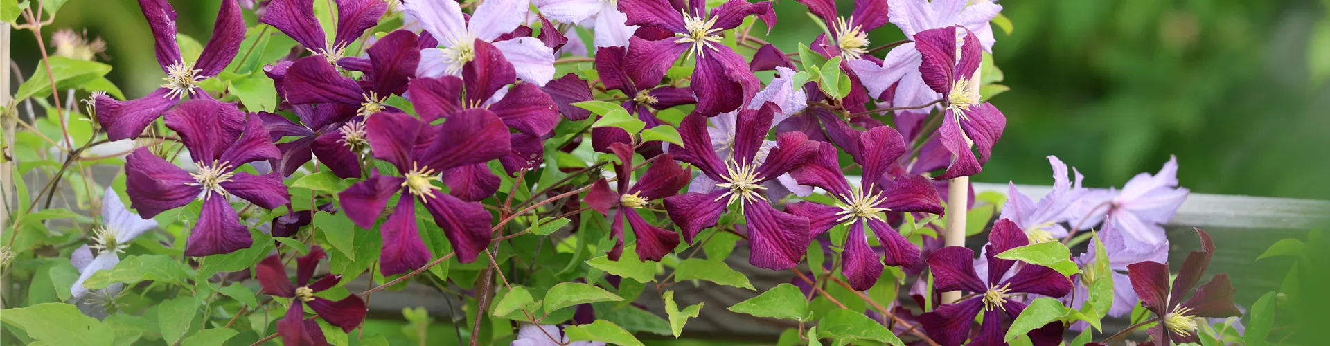 Baumschule_Goericke__0034