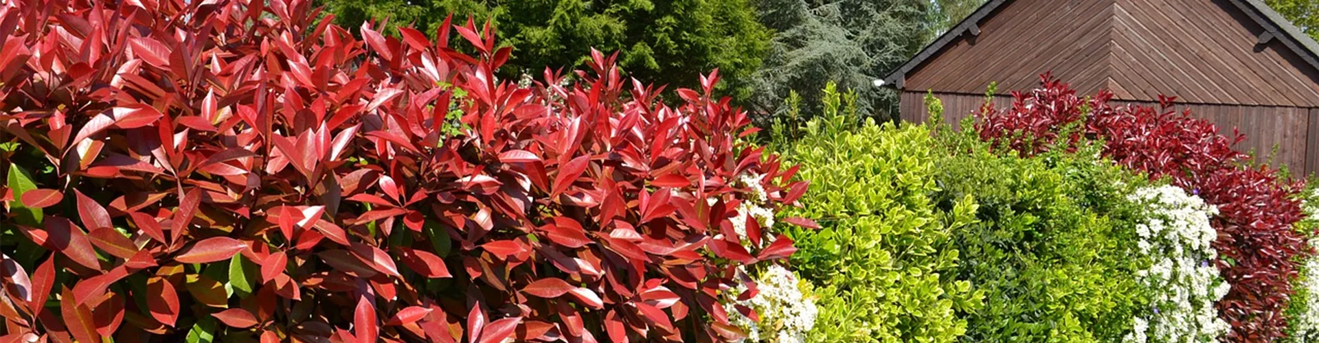 Baumschule_Goericke__0033