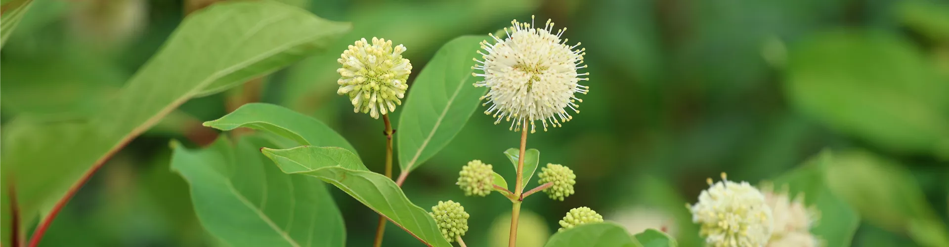 Baumschule_Goericke__0039