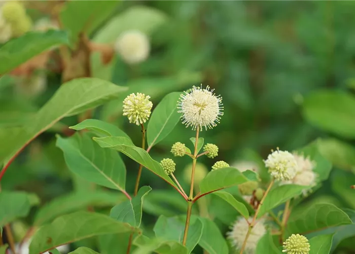 Sträucher (Laub- und Nadelgehölze) 