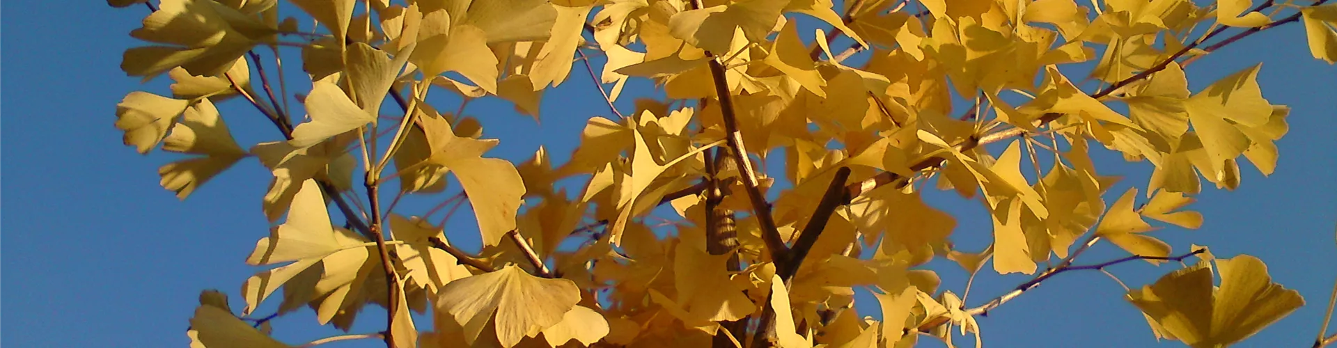 Baumschule_Goericke__0028