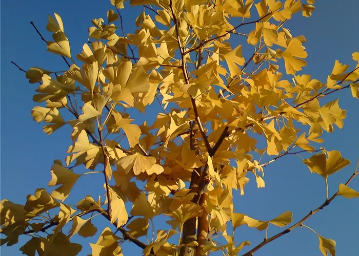 Bäume (Laub- und Nadelgehölze) 