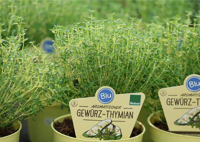 Gemüse und Kräuter 