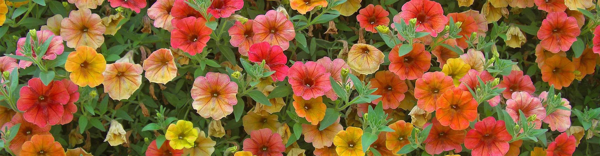 Baumschule_Goericke__0029