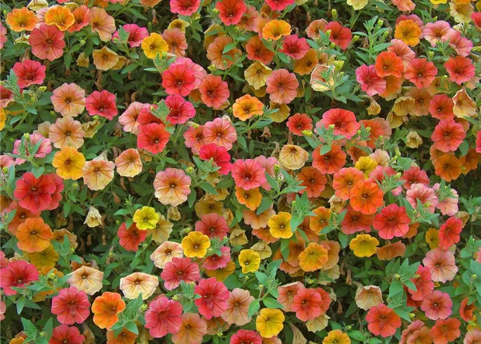 Beet- und Balkonpflanzen 