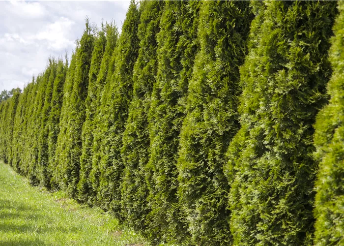 Eine Thuja im Garten bringt Farbe ins Spiel