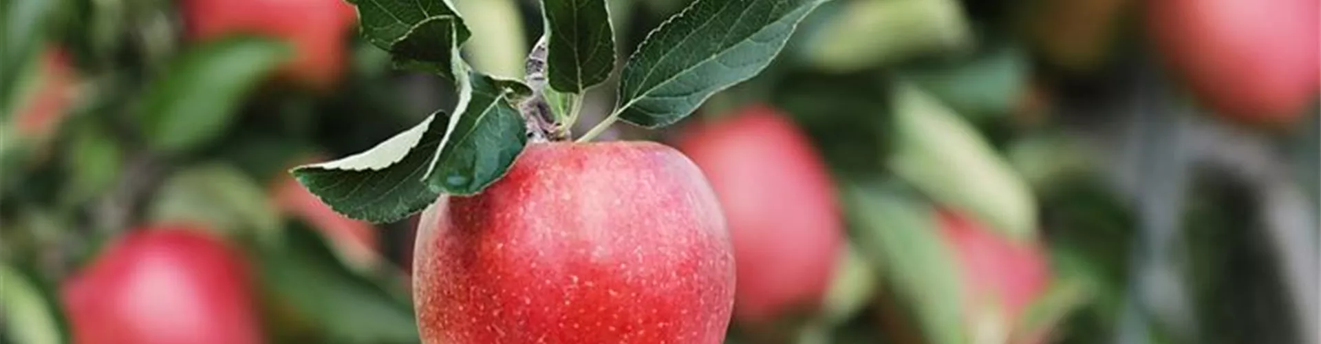 Baumschule_Goericke__0030-0-35-1280-720