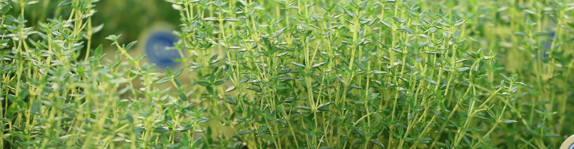 Baumschule_Goericke__0032-0-0-5494-3090