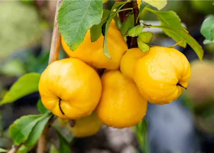 Chaenomeles japonica 'Cido'®