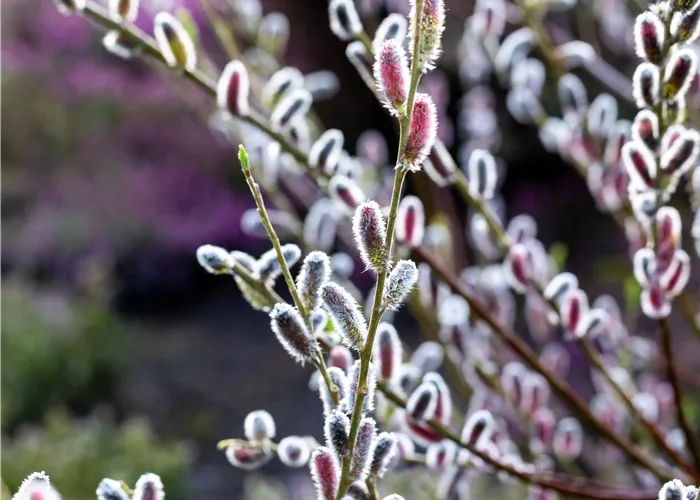 Salix 'Rotkätzchen'®