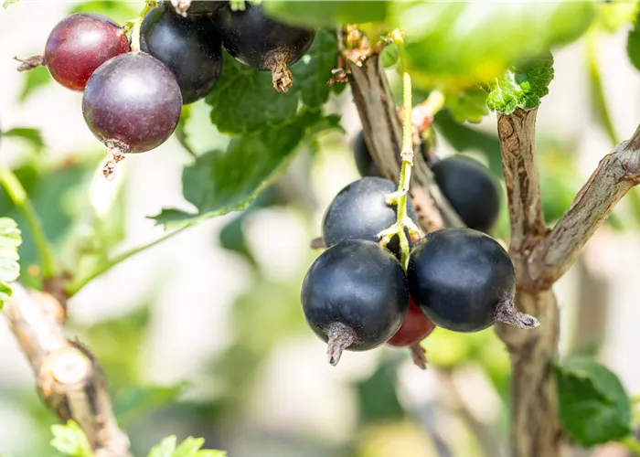 Ribes x nidigrolaria