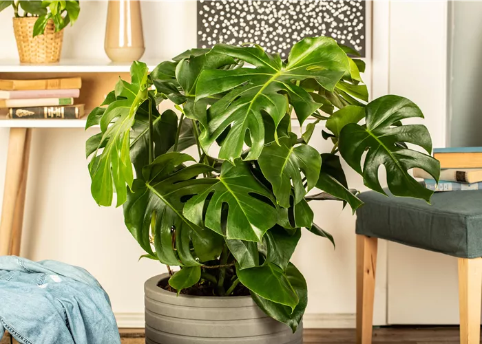 Die 5 besten Pflanzen fürs Homeoffice