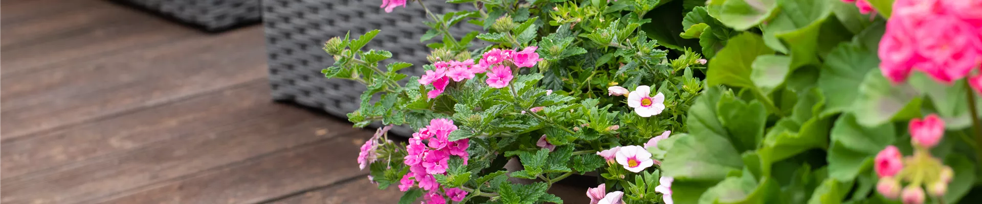 Blumenkübel mit Geranien