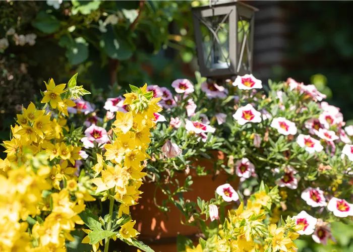Beet- und Balkonpflanzen kaufen ist immer eine gute Idee